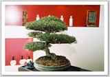 Bonsai